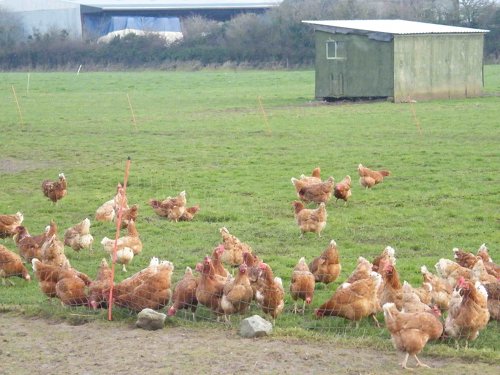 Castlefarm - Chickens
